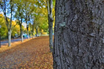 autumn-fall-leaves-284988.jpg
